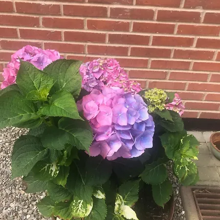 Апартаменты Ny Roesgaard *